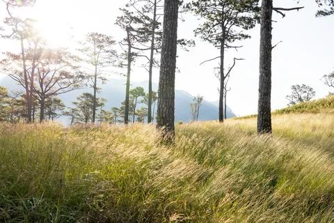 The scenery of a pine forest during sunset. Stock Photos