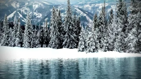 The scenery of pine trees Stock Footage 234365661