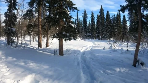 Scenery of pines, sky and snow near Denali National Park Stock-Footage 342085339