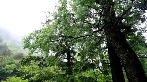 Scenery of rain and trees, large Kesho willow tree on the right bank of Kap.. Stock Footage 328335905