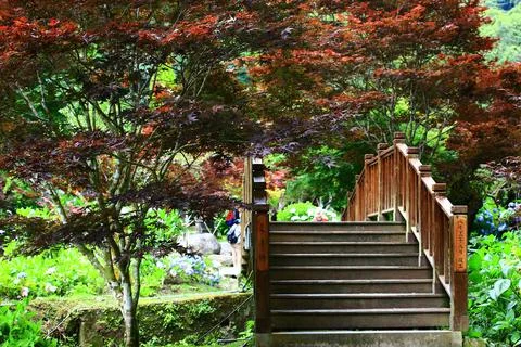 Scenery with red Maple trees and wooden Bridge in the park Stock Photos