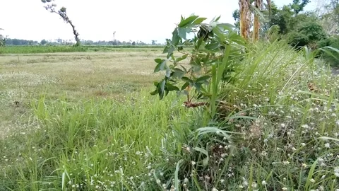 Scenery in the rice fields Stock Footage 220290451