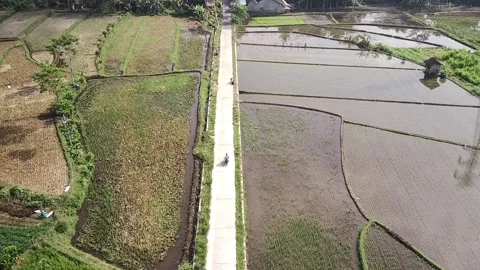 Scenery of rice paddy Stock Footage 147929875