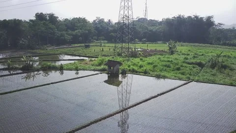 Scenery of rice paddy Stock Footage 147930286