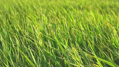 Scenery of rice terrace field Vidéo 141016380
