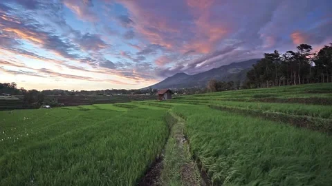 Scenery of rice terrace field Stock Footage 141016436
