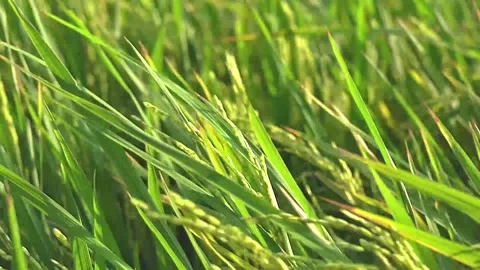 Scenery of rice terrace field Stock Footage 141016440