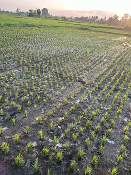 Scenery of Ricefield Stock Photos