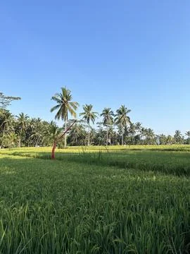 Scenery of Ricefield Stock Photos