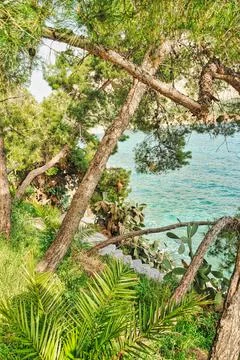 Scenery with sea and trees Stock Photos