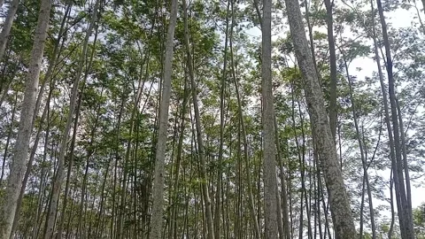 Scenery of sengon trees Stock Footage 236078296