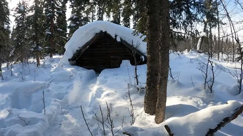Scenery of snow, pines and sky near Denali National Park Vidéo 342085338