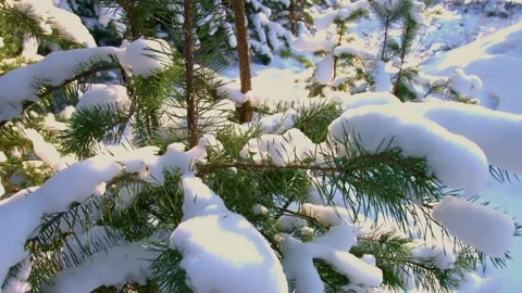 The scenery of snowy pine trees Stock Footage 234475633