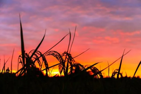 Scenery in the sunrise Stock Photos