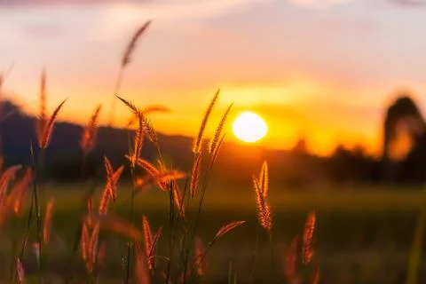 Scenery in the sunset Stock Photos