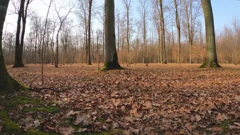 The scenery of tall trees Stock Footage 234730701