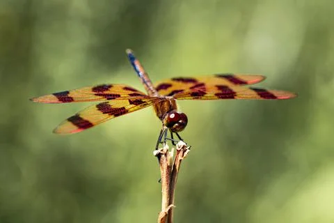 The scenery that there is the dragonfly Stock Photos