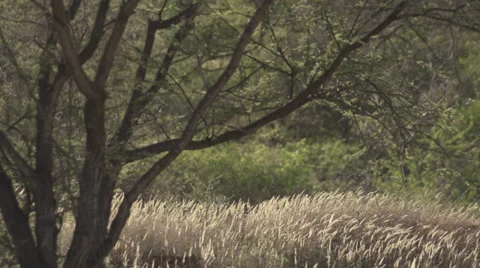 Scenery tilt down Stock Footage 33530249