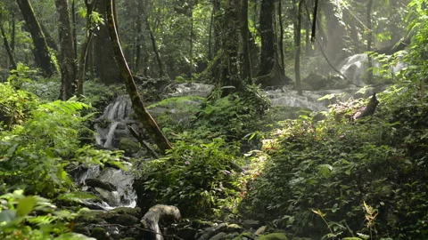 Scenery of tropical forest with small waterfall flowing over the rocks. Stock Footage 142439415