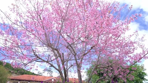 Scenery of an upland primary school in spring morning with cherry blossom trees Stock Footage 140968354