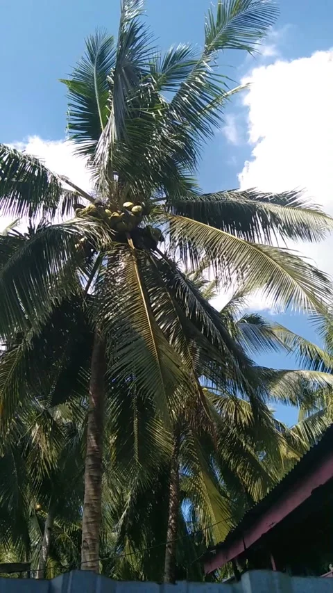 Scenery video 스톡 동영상 185807658