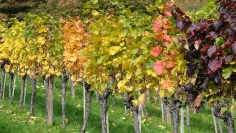 Scenery of vines Stock Footage 234950823