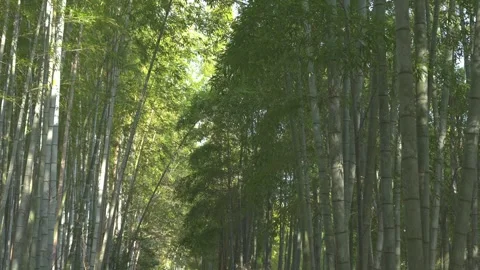 Scenery of walking through bamboo grove Stock Footage 279127331