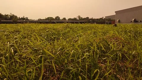 Scenery of Weed Fields in Summer Afternoons Stock Footage 202977625