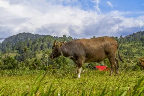 Scenery in West Sumatra Stock Photos