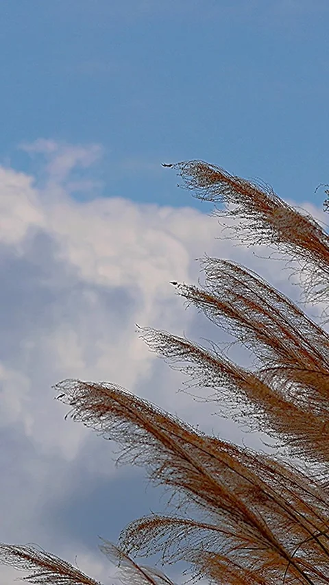 Scenery of White Clouds Sky Blue Sky and Golden Pampas Grass,Vertical 库存影片 342824521