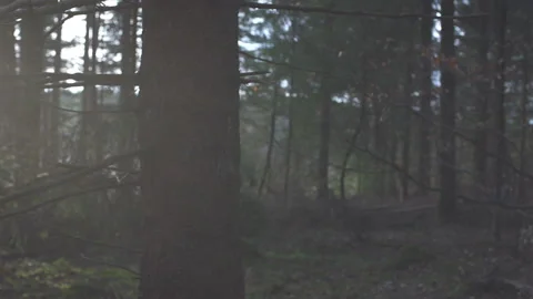 Scenery of a winter forest 動画素材 86132636