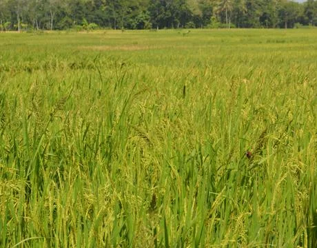 The Scenery with Yellow Rice Fields Stock Photos