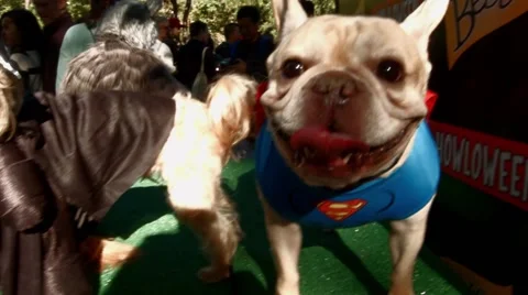 Scenes from The 24th Annual Tompkins Square Halloween Dog Parade Stock Footage 43043929