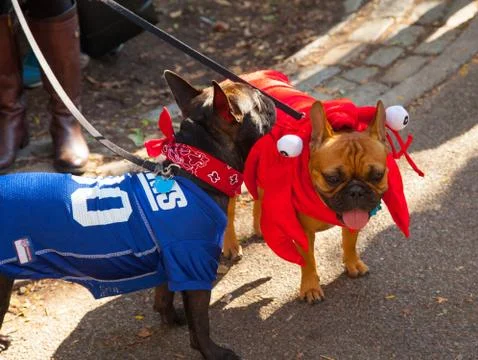 Scenes from The 24th Annual Tompkins Square Halloween Dog Parade Stock Photos