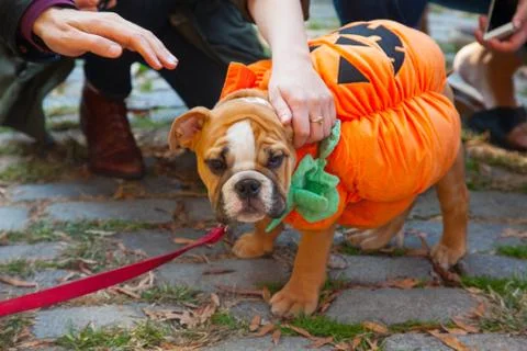 Scenes from The 24th Annual Tompkins Square Halloween Dog Parade Stock Photos
