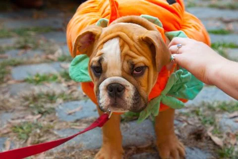 Scenes from The 24th Annual Tompkins Square Halloween Dog Parade Stock Photos
