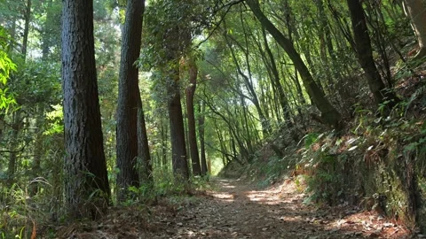 Scenes of Asian forests, forest roads, and environmental imagery Stock Footage 324567649