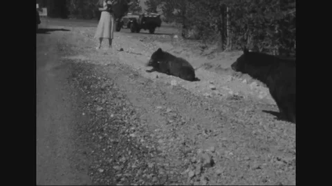 Scenes of Bear in the forest Stock Footage 106242255