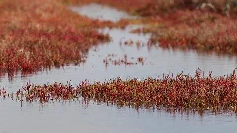 Scenes from a coastal tidal marsh dominated by Sarcocornia Stock Footage 132319330