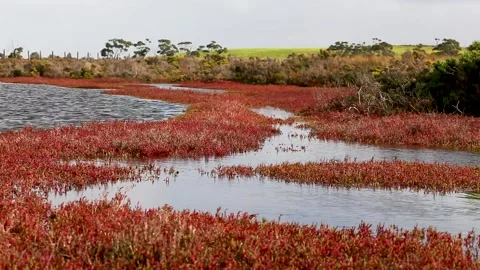 Scenes from a coastal tidal marsh dominated by Sarcocornia Stock Footage 132319335