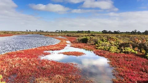 Scenes from a coastal tidal marsh dominated by Sarcocornia Stock Footage 136072819