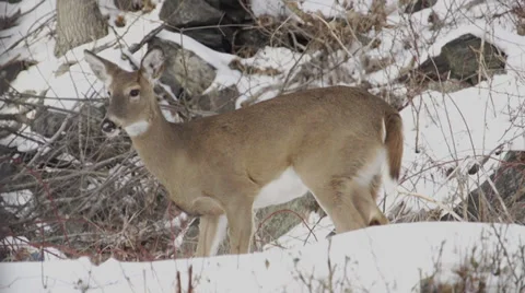 Scenes of Deer in the Snow (1 of 4) Stock Footage 32717342