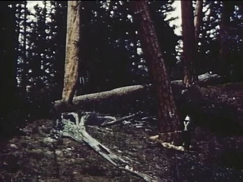 Scenes of deforestation and a timber lorry - 1954 Stock-Footage 95179658