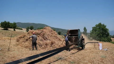 Scenes depict the rhythmic wheat  harvest performed by workers Stock Footage 326108669