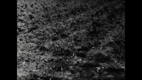 Scenes of a dry field and man arrives on a carabao - 1950 Stock Footage 106402736