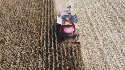 Scenes of harvesting corn Stock Footage 254436185