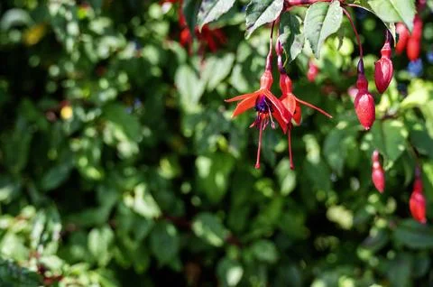 Scenes of Ireland Stock Photos
