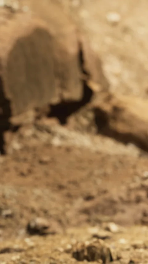 Scenes of nature captured in earthy tones during a serene outdoor moment Video stock 334253052