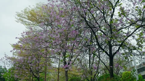 Scenes from a park with a lake in Guangzhou Stock-Footage 313997953