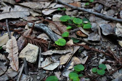 Scenes from the trail Fotos Stock